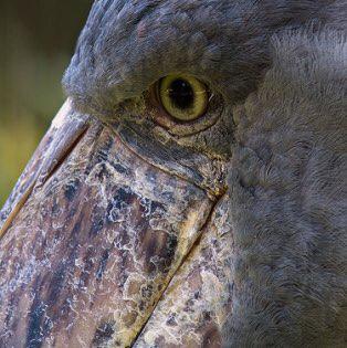 全日本おつかレーシックの会 Club On Clubhouse Followers Members Statistics