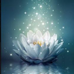 Susan Hsu Clubhouse Profile Followers Statistics Purplefen