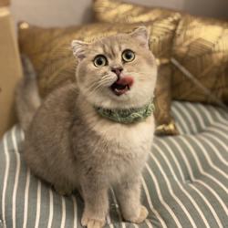 Kelab Kucing Malaysia Club on Clubhouse - Followers, Members 