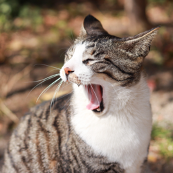 猫かぶって語るクラブ Club On Clubhouse Followers Members Statistics